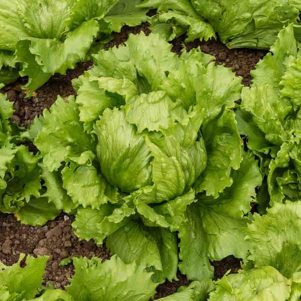 Potagères - Laitue Iceberg Eduardo - BIO - face recto